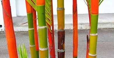 Cañas Bambú Leroy Merlin